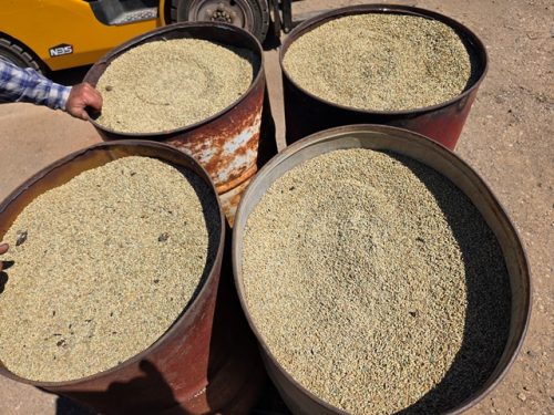 SEED BARLEY